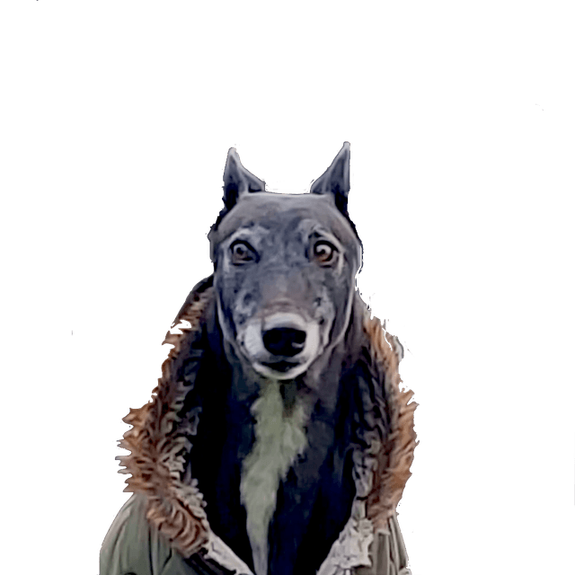 Rory Pawsies Pawstars